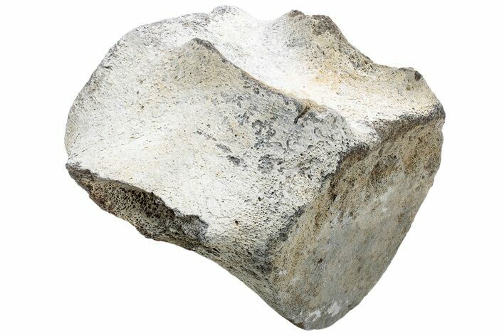 Fossil Whale Thoracic Vertebra - Yorktown Formation #224101